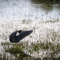 The Black Heron Spreading its Wings to Fish, Jao Concession, Botswana