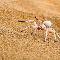 The Dancing White Lady Spider Showing her Moves, Dorob National Park, Namibia