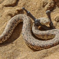 Perinquey’s Adder Side-winding in the Sand, Dorob National Park, Namibia