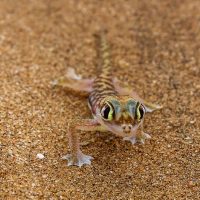 The Alien Eyes of the Palmato Gecko, Dorob National Park, Namibia