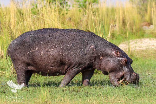 A Hippo Mowing the Lawn, Okavango Delta, Botswana
