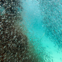 Drifting through two Schools of Thousands of Fish, Snorkeling Rolas Island, Quirimbas National Park, Mozambique