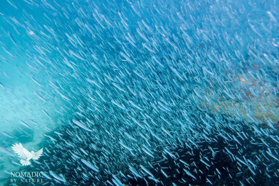 Thousands of Small Fish Shooting Up Around Me, Snorkeling Rolas Island, Quirimbas National Park, Mozambique