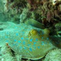 The Bluespotted Ribbontail Stingray, Snorkeling Rolas Island, Quirimbas National Park, Mozambique