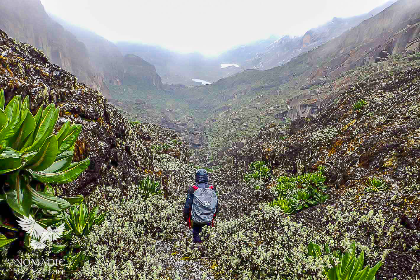 Rwenzori Trekking: Equatorial Snow (Day 4) • Nomadic by Nature