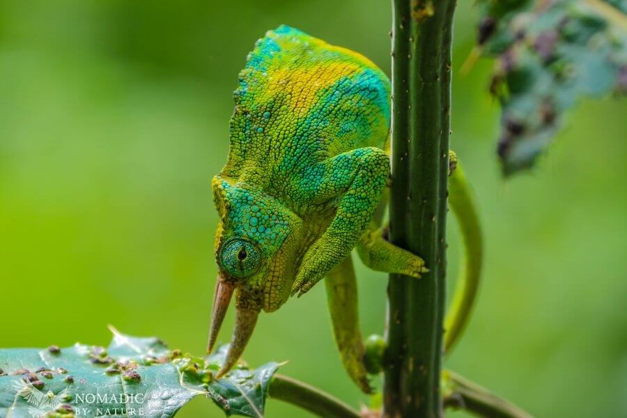 A Three Horned Chameleon, Rwenzori Mountains National Park