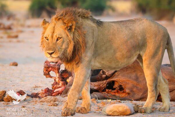 A Male Lion with Eyes Aflame with Devious Focus, Savuti, Botswana