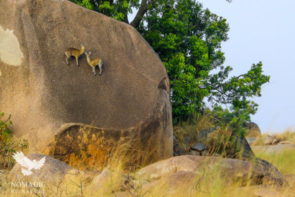Klipspringers Impossibly Perched on a Boulder, Serengeti National Park, Tanzania
