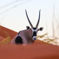 Stalking an Oryx in the Dunes, Sossusvlei, Namibia