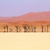 Dead Vlei in a Mirage, Sossusvlei, Namibia