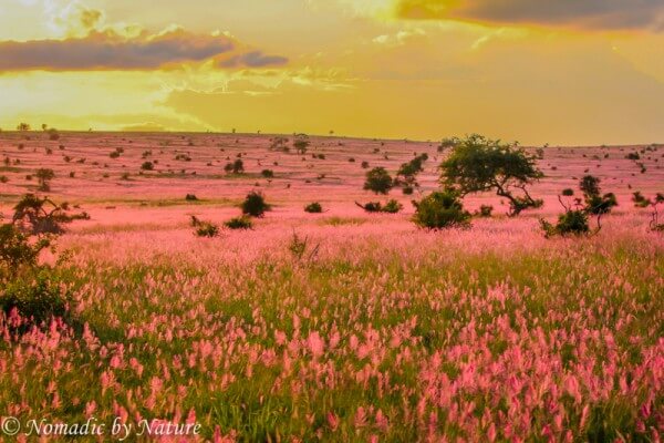 Lavender Pink Sunset, Taita Hills
