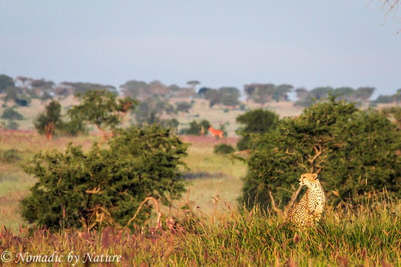 The Long Lavender Grasses of Taita Hills • Nomadic by Nature