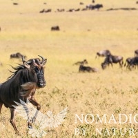 A Wildebeest Gallops Across the Plains