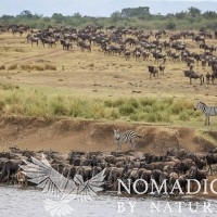 A Herd Stops for a Cool Drink from the Mara River