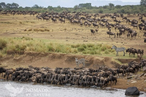 The Great Migration: Cycles and Circles • Nomadic by Nature