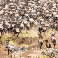 Wildebeest Get Spooked and Retreat up a River Bank