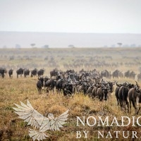 A Huge Herd of Wildebeest Head Right for Us
