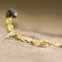 Scorpion, Tsavo East, Kenya