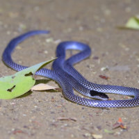 Blacked Headed Snake, Tsavo East, Kenya