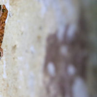 Red Gecko, Tsavo East, Kenya
