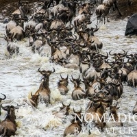 A Frenzy of Wildebeest Struggle to Cross the Mara River