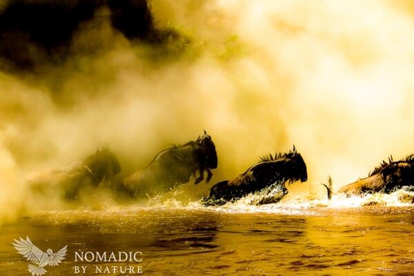 Wildebeest Leap from the Dust Like Ghosts of Crossings Past