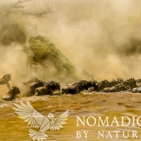 Wildebeest Fall Like Raindrops into the Mara River