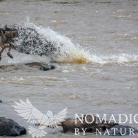 Encased in a Cape of Water, the Wildebeest Leaps Forth