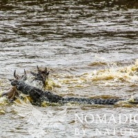 A Brutal Monster Crocodile Attack